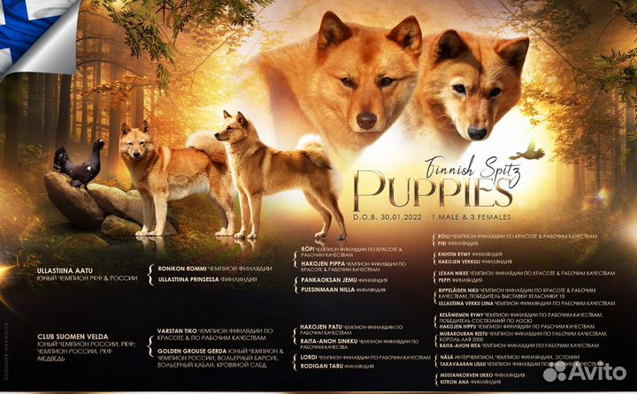 Карело финская лайка