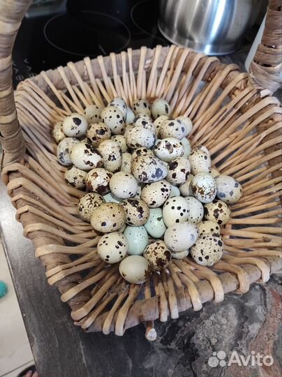 Яйцо перепелинное