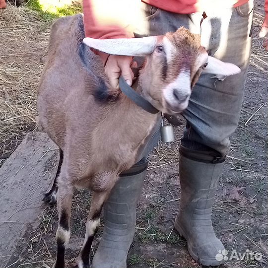 Козы дойные