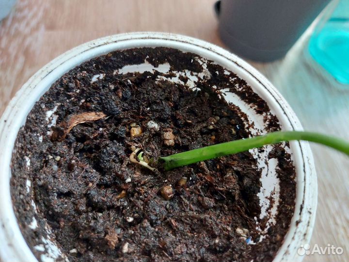 Монстера Адансони вариегата Индо Минт