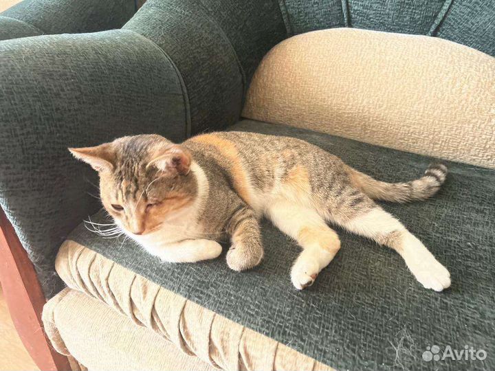 Кошка в частный дом