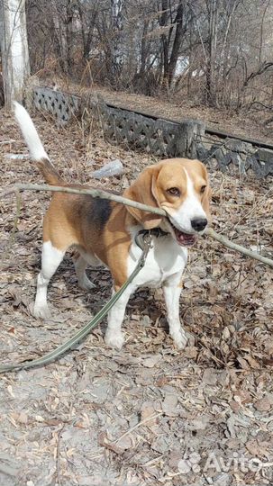 Бигль вязка