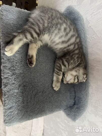 Шотландская вислоухая