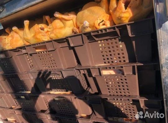 Домашняя кура халяль свежая