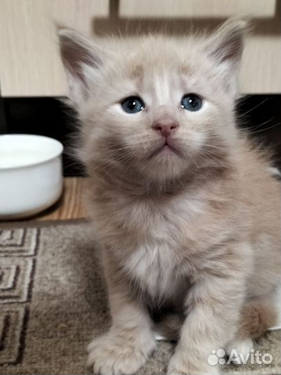 Котята мейн-кун