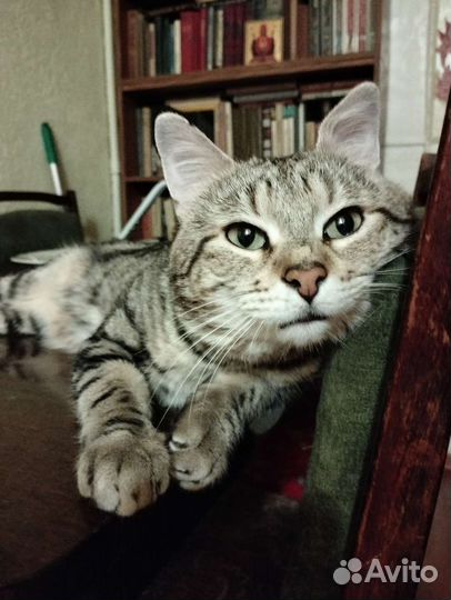 Бенгальский мраморный кот вязка