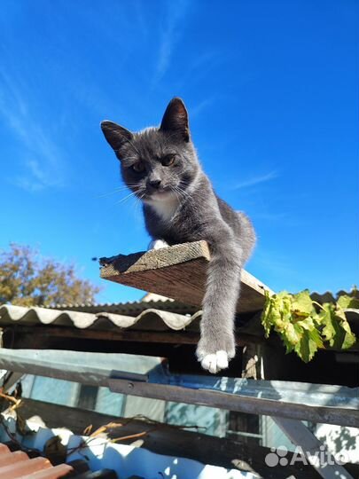 Котик в добрые руки