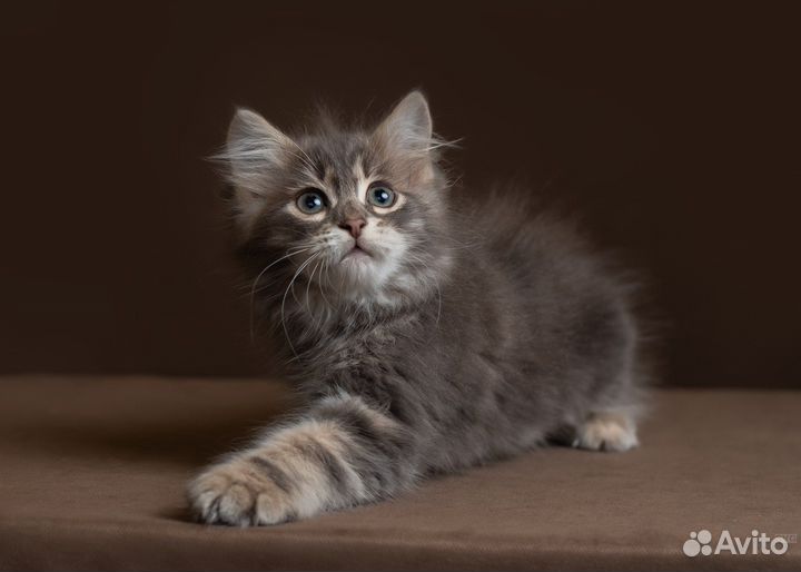 Сибирская кошка