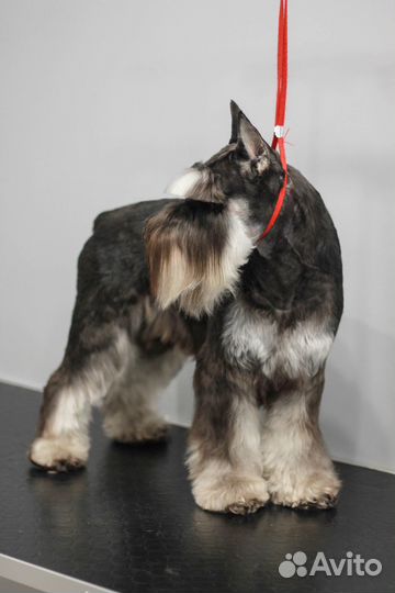 Груминг. Стрижка собак и кошек на Шахматной 4в