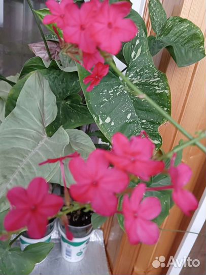 Гибискус крас. махров