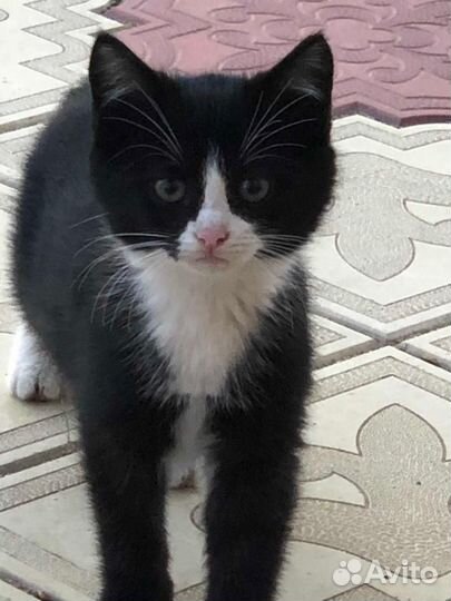 Котята