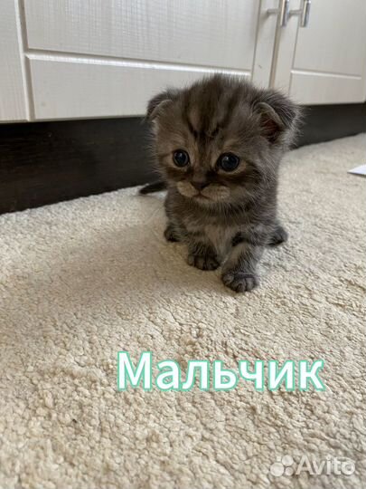 Шотландские котята