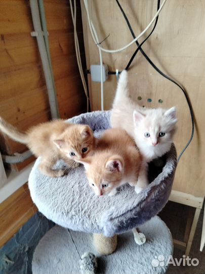 Котята в добрые руки