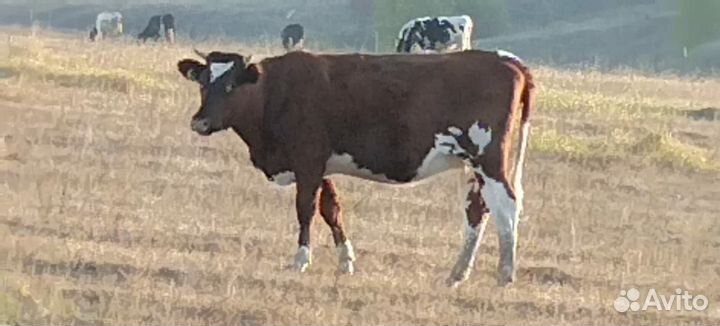 Телка стельная