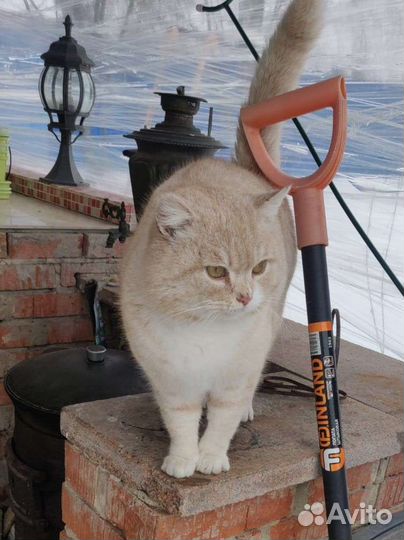 Кот метис шотландца