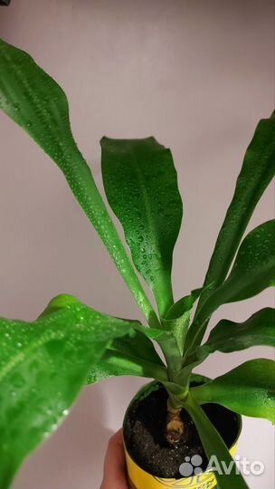 Комнатные цветы