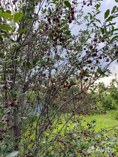 Вишня на вино