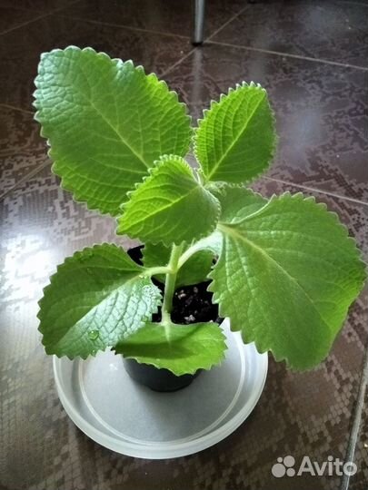 Плектрантус (домашняя мята)