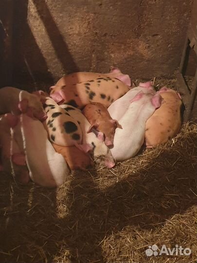 Поросенок ландрас+дюрок