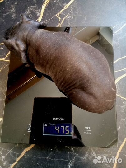 Морские свинки лысые скинни болдуины крестеды