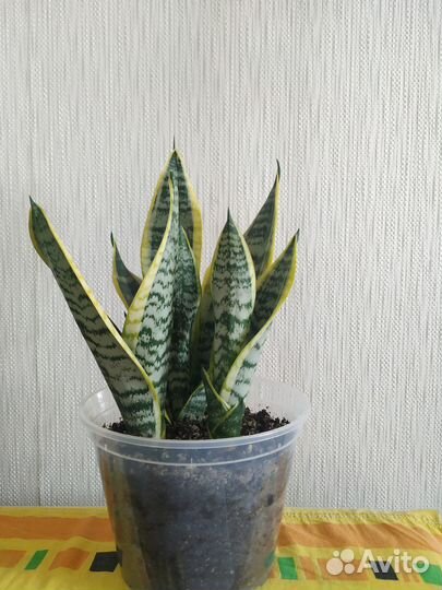 Сансиверия