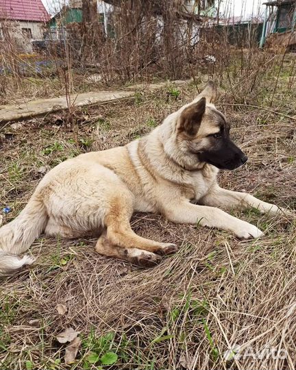 Собака очень ищет дом