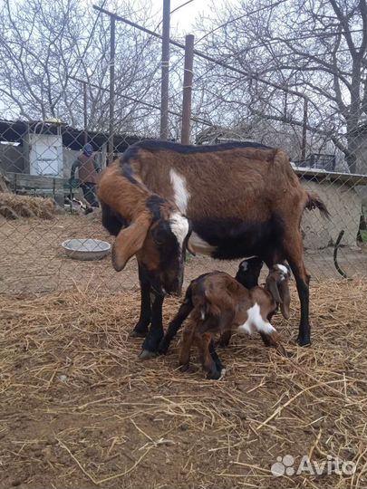 Коза нубийская