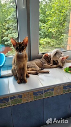 Абиссинская