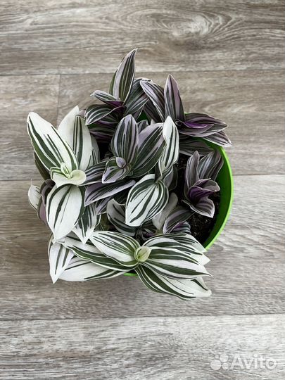 Традесканция белая и розовая