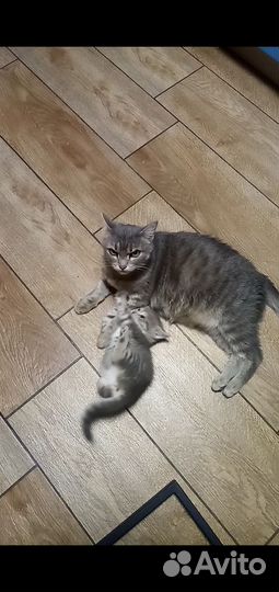 Кошка и котёнок