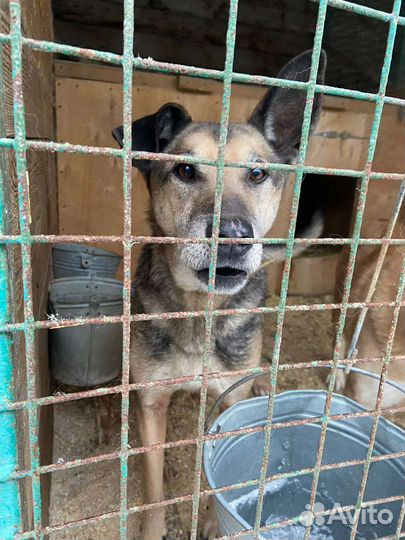 Взрослый Павлик давно ищет дом