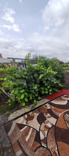 Дом 36 м² на участке 6 сот.