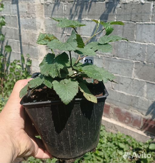 Ежевика, Ежемалина