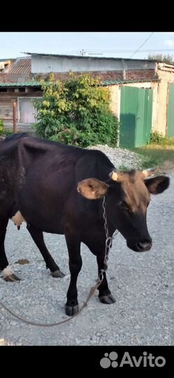 Коровы дойные молочные крымск