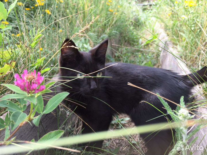 Котята в добрые руки бесплатно