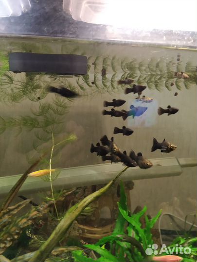 Гурами мальки и взрослые