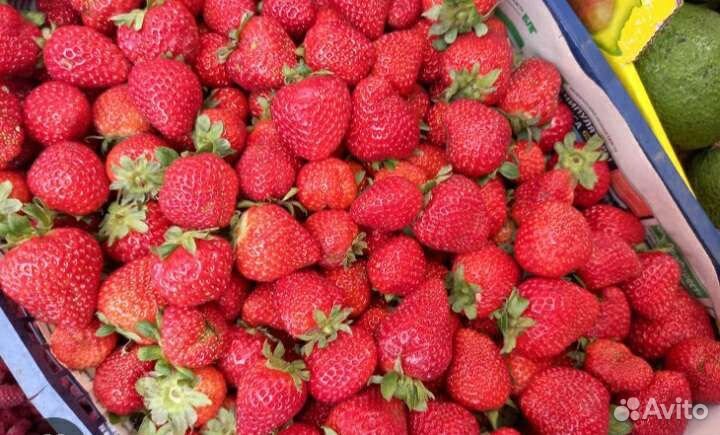 Рассада клубники