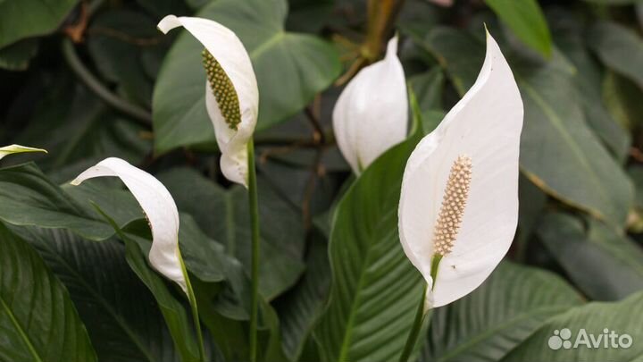 Спатифиллум уоллиса женское счастье