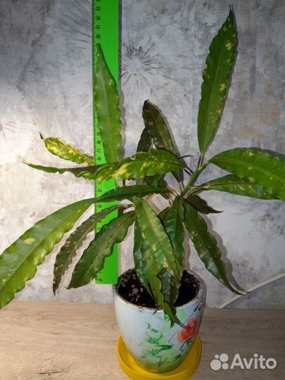 Кротон Корка пирога