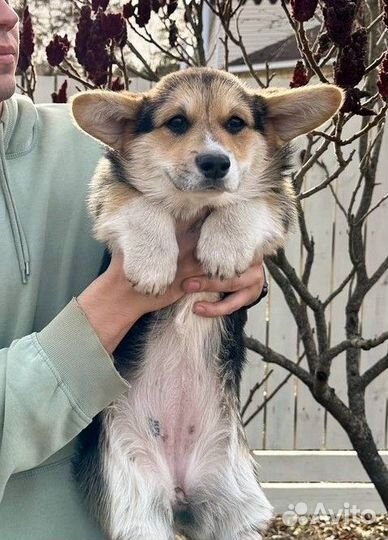 Вельш корги пемброк щенки