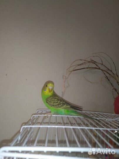 Попугай с клеткой