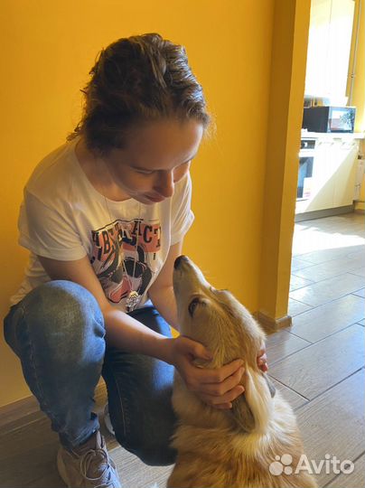 Передержка кошек и собак в квартире, догситтер