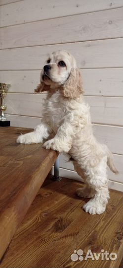 Щенки Американского кокер спаниеля