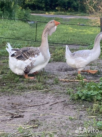 Холмогорские гуси
