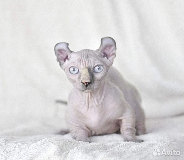 Канадский сфинкс Двельф