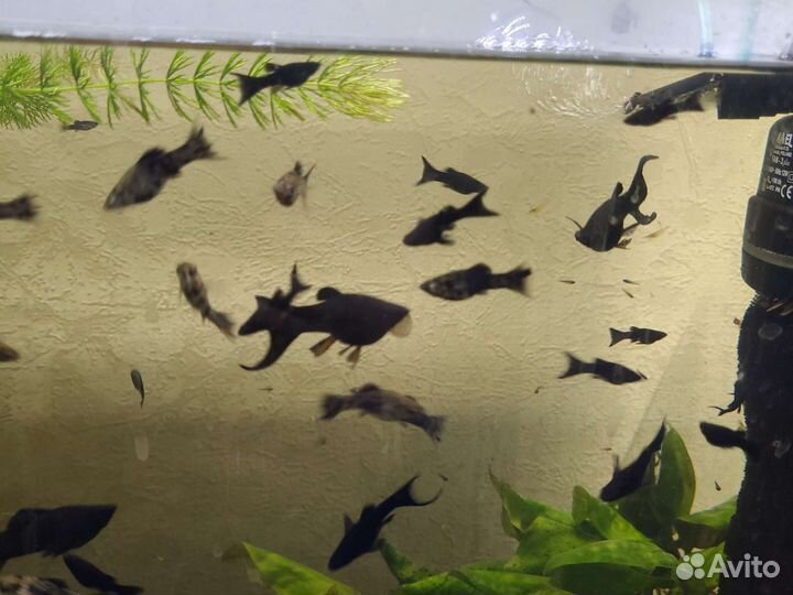 Аквариумные растения, рыбки, криветки