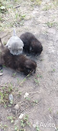 Вислоухие котята в добрые руки Боринское