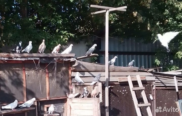 Голуби, бакинцы, персы