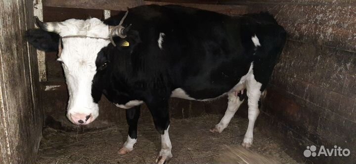 Корова стельная