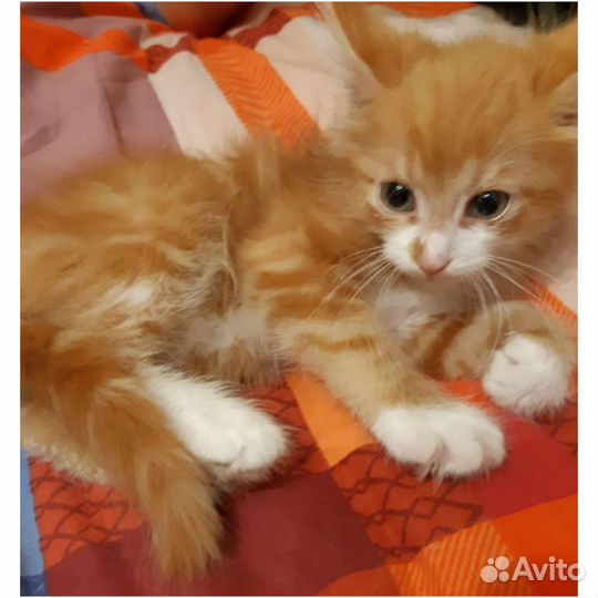 Котёнок мальчик в добрые руки